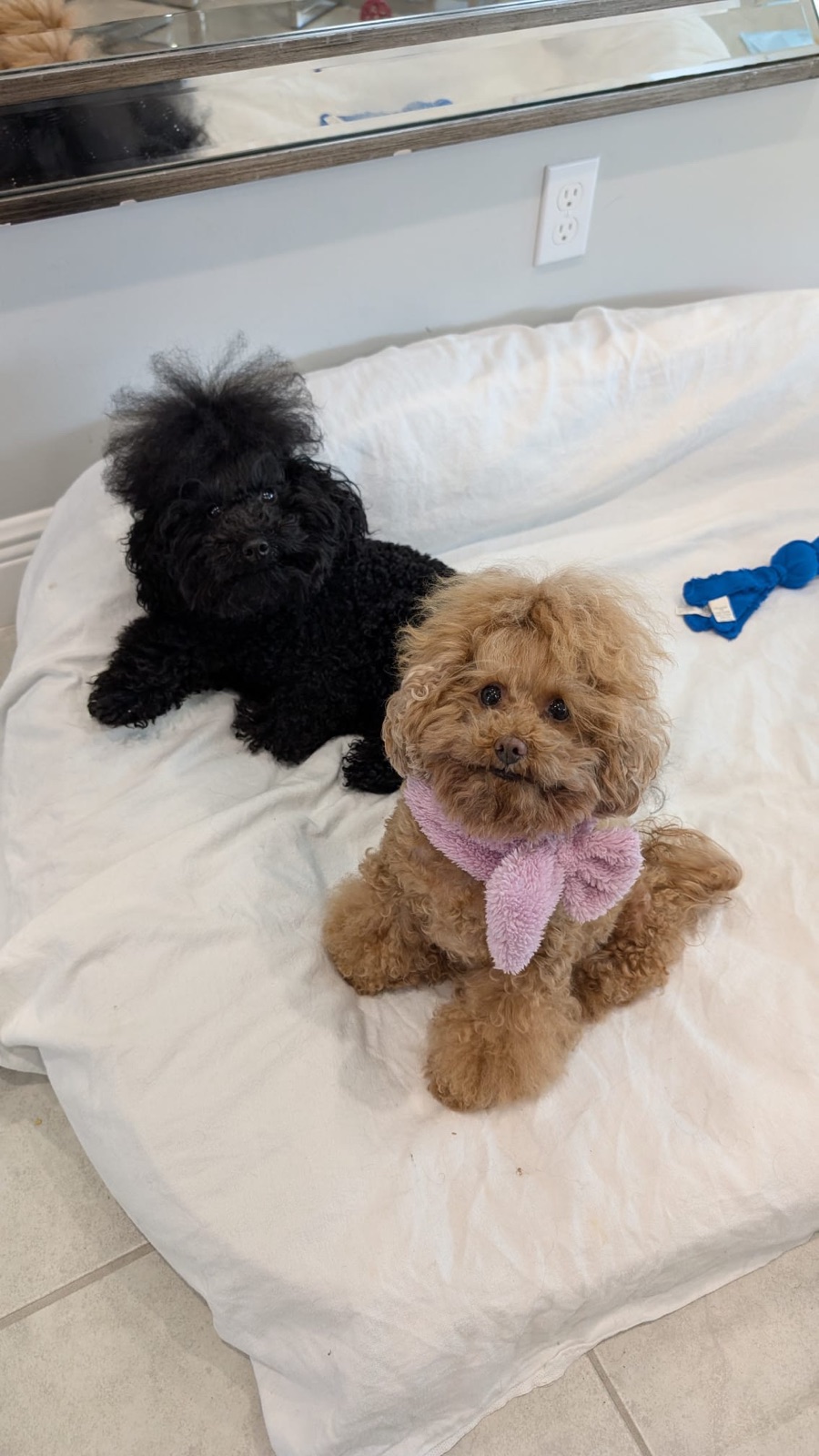 Cristo, the black toy poodle, and Fendi, the apricot toy poodle, side by side on their bed