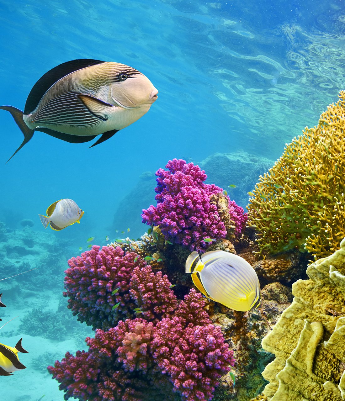 A vibrant coral reef with tropical fish