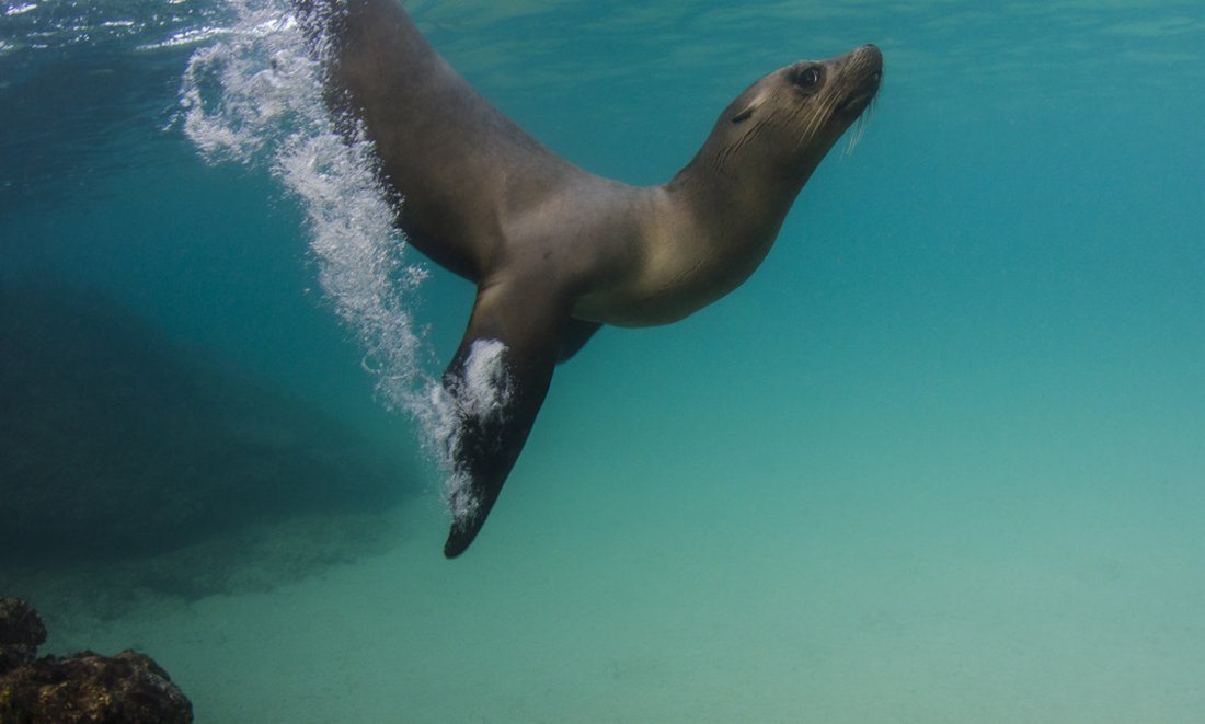 A sea lion swimming underwater
