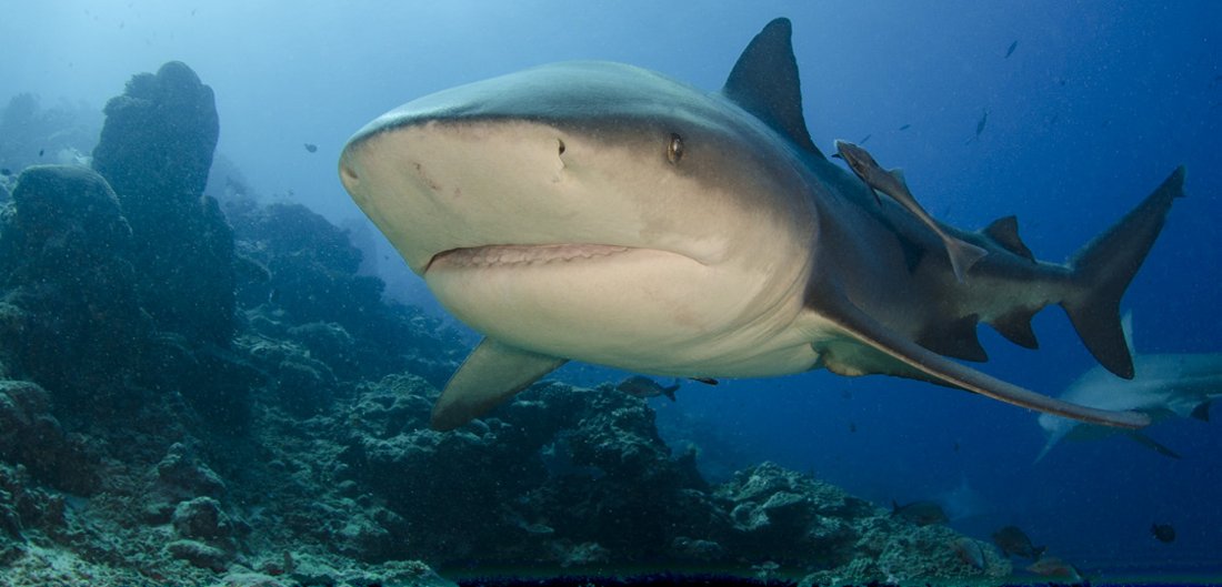 A reef shark in open water