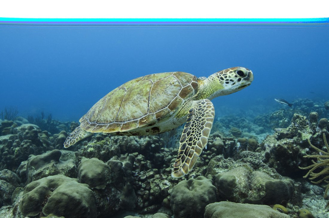 A green sea turtle gliding over a reef